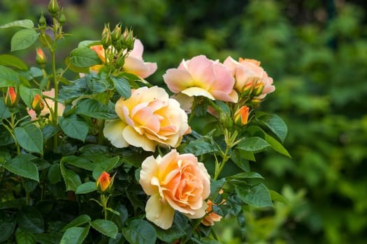 yellow roses in the garden