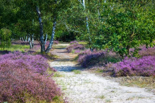 Heathland in National Park Maasduinen in the Netherlands