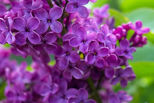 blooming lilac flowers. Macro photo