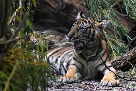 Tiger