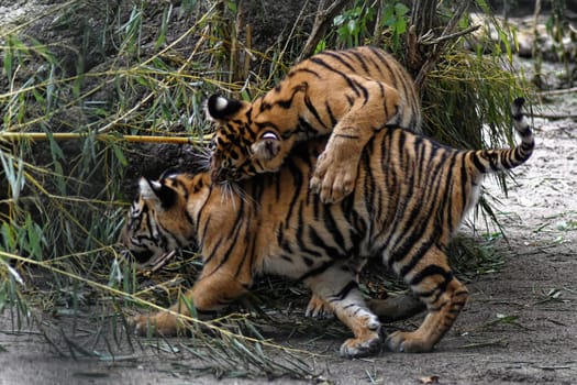 Tiger