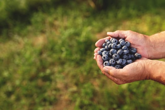 Senior man hands holding heap of fresh cultivated blueberry. Healthy eating and Alzheimer or dementia healing concept. High quality photo