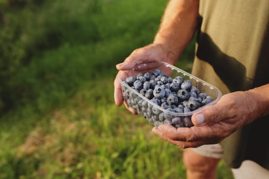 Senior man hands holding box with fresh cultivated blueberry. Healthy eating and Alzheimer or dementia healing concept. Farmer cultivating and harvesting blueberry. Agriculture industry business