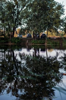 beautiful summer lake, huge green trees are reflected in the water in the quiet surface of the lake. on the shore, in the distance there are cars and people who are traveling. vertical.