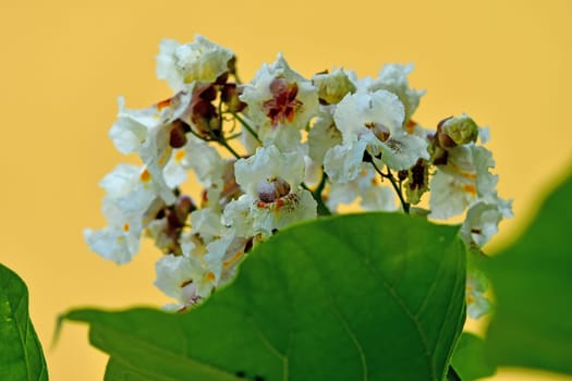 Catalpa with flower, Chinese medicine tree