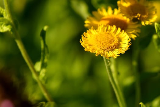 common Fleabane with flower in summer