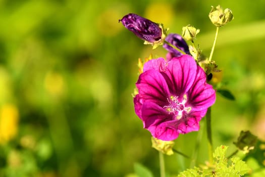 mallow, medicinal plant with flower