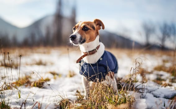 Small Jack Russell terrier stands on green grass meadow with patches of snow during freezing winter day, blurred trees and hills behind her.