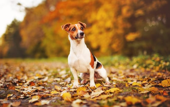 Small Jack Russell terrier sitting on meadow with yellow orange leaves in autumn, blurred trees background.
