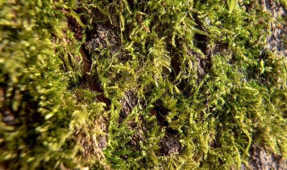 Fine green moss growing in forest on tree, closeup macro detail.