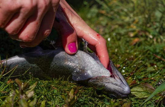 Woman gutting fresh caught rainbow trout over green grass, detail on her hand, nails pink polish, with knife cutting.