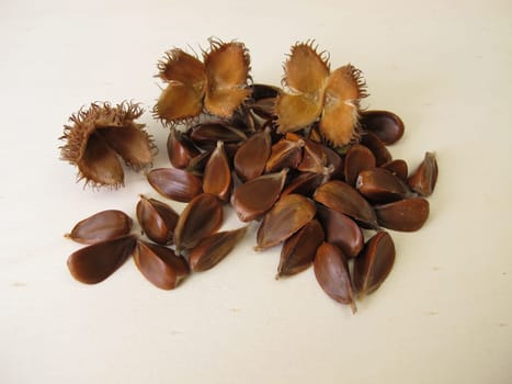 Unshelled beechnuts from the European Beech on a wooden board
