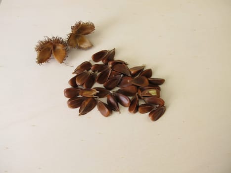 Unshelled beechnuts from the European Beech on a wooden board