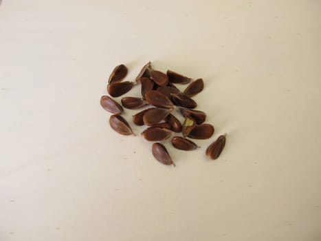 Unshelled beechnuts from the European Beech on a wooden board