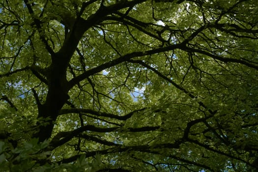 Large deciduous tree canopy obscures blue sunny sky. Abstract nature background looking up from ground level. Trunk and branches nearly silhouetted