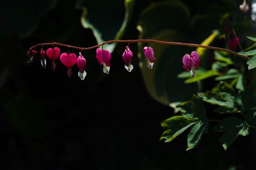 Dicentra spectabolis, asian bleeding heart, back lit by sunlight and isolated on a dark background. Vibrant pink heart shaped flowers and copy space