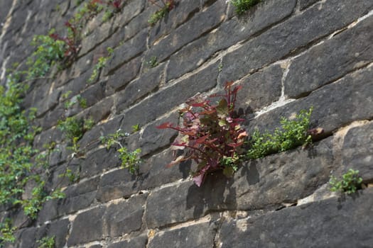 Full frame selective focus image of red and green plants growing from the cracks in a grey wall. Focus on red plant, plants may be seen as weeds.