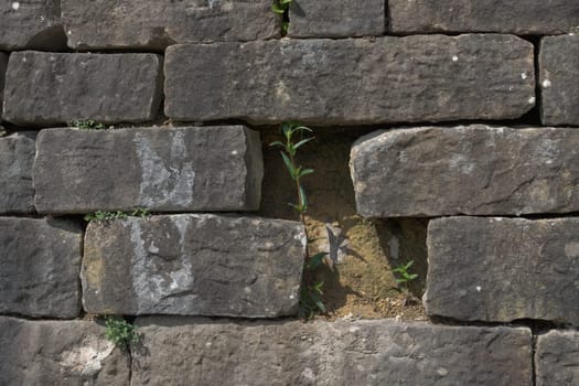 Natural and vibrant green plants stand out against the chunky man made stone wall. Good example of life against all odds. nature prevailing over man.