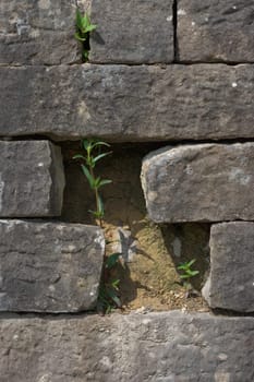 Bright vertical image of plants growing between the bricks of a grey wall. Sunny summer scene, with the sun baking the wall and helping the plants.