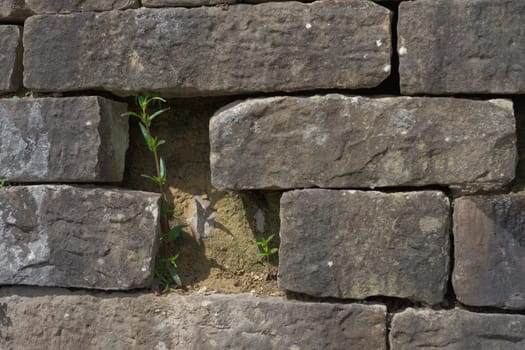A gap between large and chunky grey bricks of this wall allows just enough room for two slender green plants to grow. Sunlit scene.