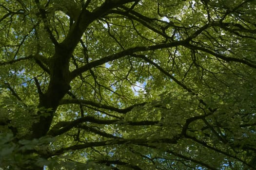 Full frame abstract tree background. Dark trunk and branches combined with dense green leaves obscure the blue summer sky. Very large british tree