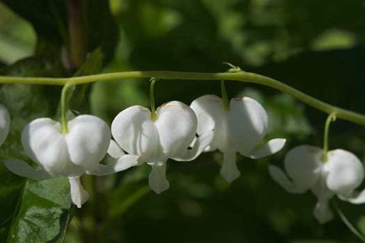 Horizontal line of white heart shaped flowers. Hanging from plant stem, better known as asian bleeding-heart. Romantic or love theme to the image