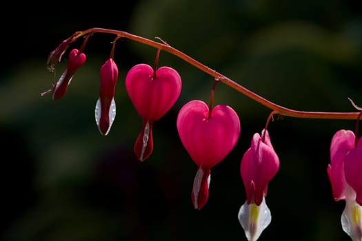 Lamprocapnos spectabilis, bleeding heart, fallopian buds or Asian bleeding-heart, is a species of flowering plant in the poppy family Papaveraceae
