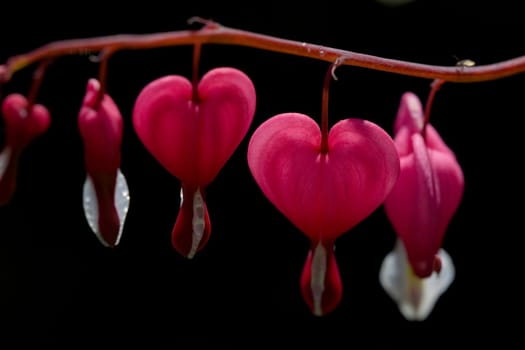 Close up image of romantic pink flowers shaped like love hearts. Formally known as Lamprocapnos spectabilis, but also as asian bleeding heart.