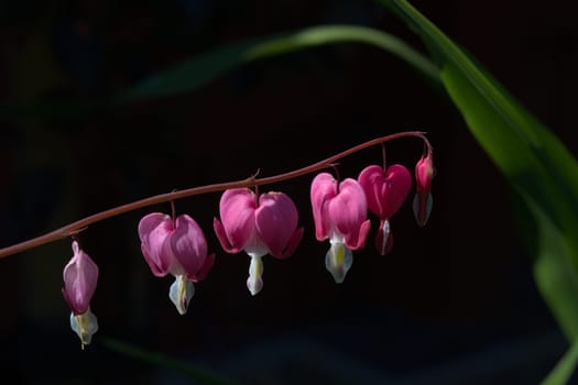 6 heart shaped pink flowers hang from a straight branch. Isolated on a black background with plenty of copy space, these flowers have a theme of love