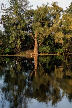 beautiful summer lake, huge tree reflected in water in quiet surface of lake. big tree with thick trunk and bushes reflected in lake. vertical.
