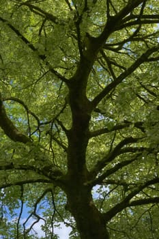 Vertical full frame texture of vibrant green leaves lit by summer sunlight. Thick tree structure stands out dark against the sky. Environmental theme