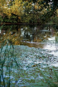 beautiful summer lake, water lilies and green duckweed grow on the lake. huge green trees are reflected in the water in the quiet surface of the lake. vertical.