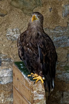 European sea eagle
