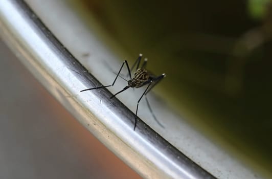Close-up of an Asian bush mosquito (Aedes japonicus) from the front. Biting proboscis of a striped mosquito