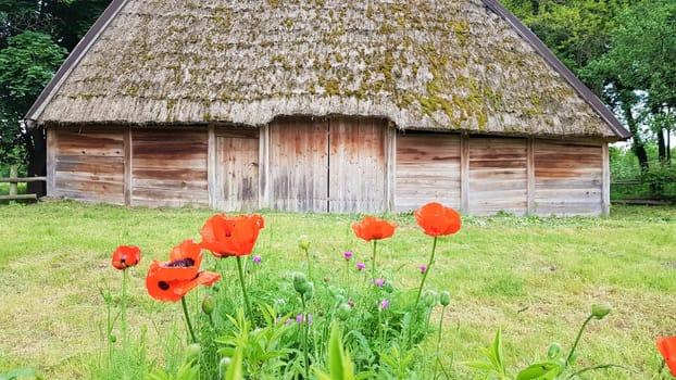 Ukraine, Kiev - June 11, 2020. Old peasant Ukrainian house or barn in the summer with a thatched roof in the village. Pirogovo Museum in the open air of different regions of Ukraine