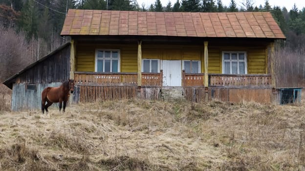 Brown horse near a wooden old village house. Nearby there is a beautiful forest and mountains. Ukraine, Yaremche - November 20, 2019.