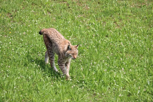 beautiful big cat lynx wild freedom fear danger extinction
