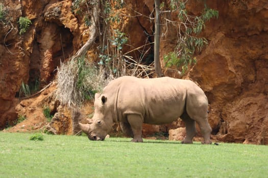 beautiful wild horn rhino dangerous wild horn huge fast heavy