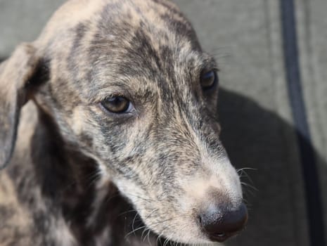 beautiful fast spanish greyhound dog energy hunting race