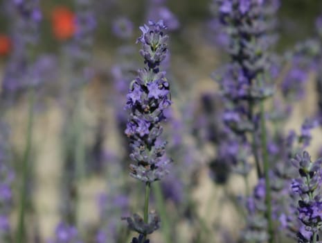 beautiful field lavender flowers aroma natural color insect oils