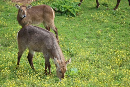 beautiful wild animals boiling horns safari antelopes gazelles