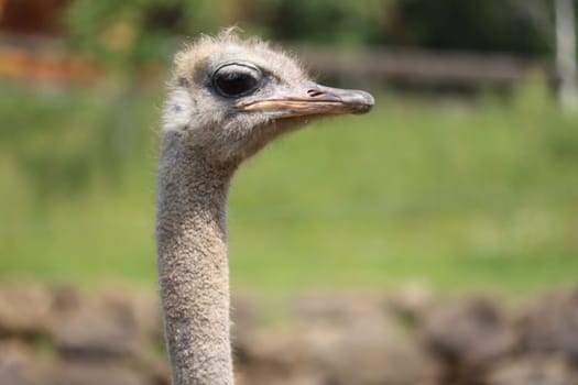 beautiful ostrich fast bird and big wild black feathers safari zoo