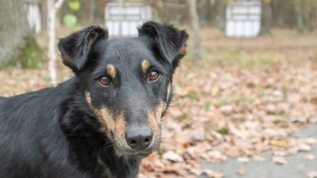 black-brown and dirty breed of dogs, half-breed, looks right in front of the camera. Walk the dog. Yellow and green grass background. Outdoor games. The concept of stray dogs