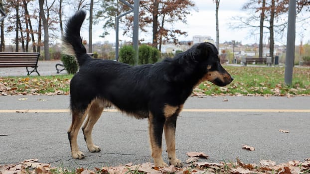 black-brown and dirty breed of dogs, half-breed, looks right in front of the camera. Walk the dog. Yellow and green grass background. Outdoor games. The concept of stray dogs