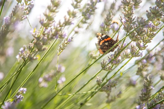 Butterfly on purple lavender blooms, France, post card