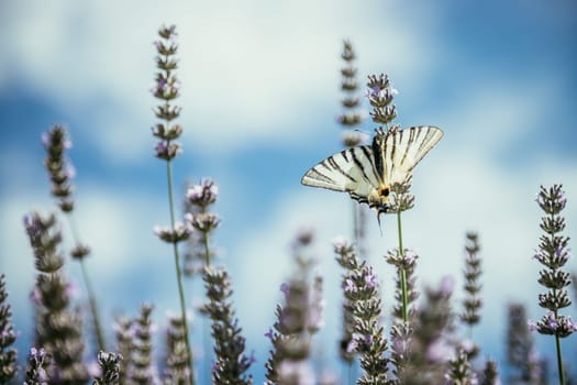 Butterfly on purple lavender blooms, France, post card