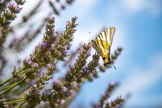 Butterfly on purple lavender blooms, France, post card