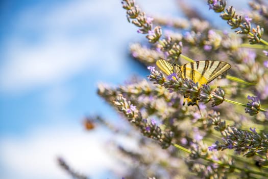 Butterfly on purple lavender blooms, France, post card