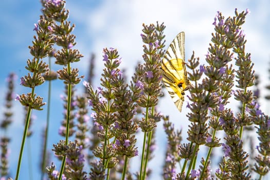 Butterfly on purple lavender blooms, France, post card