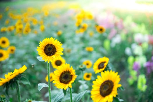 Beautiful yellow sunflowers on an agriculture field, summer time